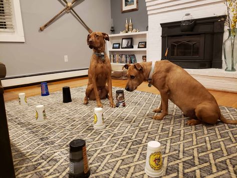 12 Indoor Activities To Keep Your Dog Happy On Rainy Days 2 Rainy Day Dog Activities, Dog Games Diy, Canine Enrichment, Dog Therapy, Dog Boredom, Brain Games For Dogs, Colorful Hairstyles, Apartment Dogs, Diy Dog Toys