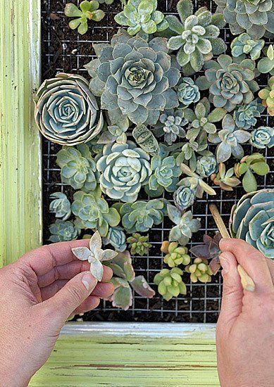 Tanaman Sukulen, Succulent Frame, Vertical Succulent Gardens, Jardim Diy, Succulent Wall Art, Succulent Cuttings, Old Picture Frames, Types Of Succulents, Vertical Gardens