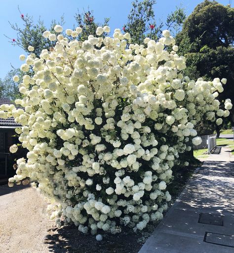 Snowball Bush, Viburnum Opulus, Garden 2023, Screen Plants, Flowering Bushes, Front Garden Landscape, Pool Landscape Design, Landscape Plants, Maple Trees