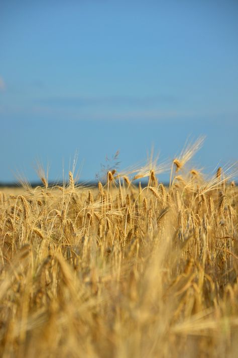 Ukraine field blue yellow Yellow Fields, Ukrainian Flag, Wheat Fields, Yellow Aesthetic, Blue Yellow, Wheat, Blue Sky, Ukraine, Yellow