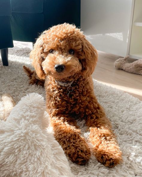 Nala, toy poodle. Toy Poodle Full Grown, Poodle Full Grown, Brown Poodle Puppy, Brown Toy Poodle, Brown Poodle, Grooming Ideas, Very Cute Puppies, Dream Dog, Fluffy Dogs