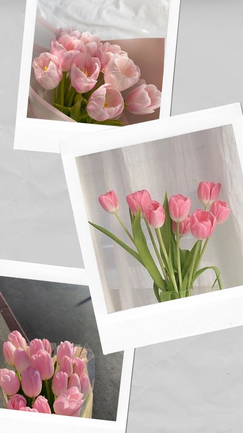 Light Pink Tulips Aesthetic Wallpaper, Lock Screen Wallpaper Tulips, Pink Tulips Wallpaper, Meaning Of Happiness, Flower Lockscreen, Tulips Meaning, Pink And Green Wallpaper, Green Wallpapers, Phone Lockscreen