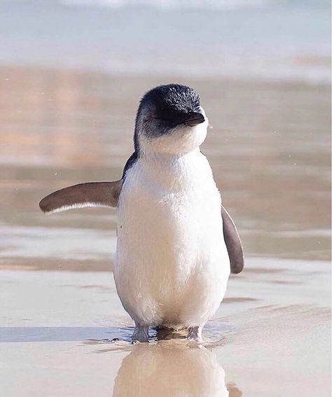 Cute Animals 𓆉 auf Instagram: „Baby penguins are the best • 📷: @alexkyddphoto“ Enjoying Nature, Too Cute, Our Planet, We Need, Water, On Instagram, Beauty, Instagram, Nature