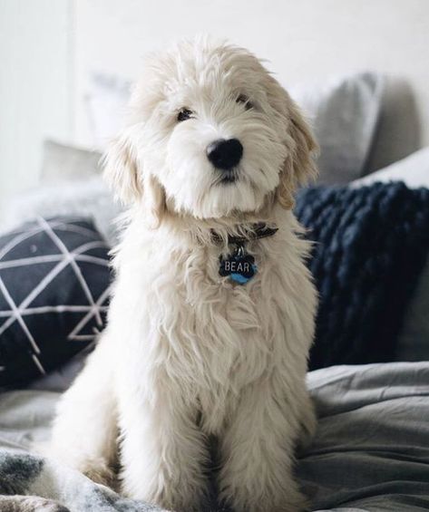 Ear Infections, Doodle Dog, Cane Corso, Labradoodle, Cocker Spaniel, Goldendoodle, Dog Photos, Beautiful Dogs, 귀여운 동물