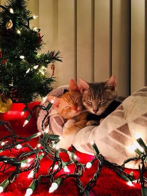 11 Cats Who Simply Can't Wait for Santa – Meowingtons Amazon Christmas, Christmas Kitten, Two Cats, Cat Photography, Cute Cats And Kittens, Discount Sale, Christmas Animals, Christmas Pictures, Christmas Wallpaper