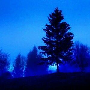 Blue Futuristic, Blue Hour Photography, Blue Neighbourhood, Blue Aesthetic Dark, Everything Is Blue, Blue Forest, Night Landscape, Blue Tree, Blue Hour