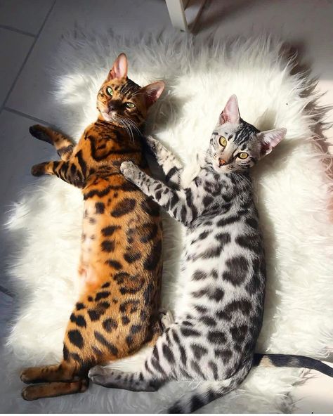 Milow and Murky Gato Bengali, Bengal Kittens For Sale, Kitty Tattoos, Cutest Animals On Earth, All Cat Breeds, Bengal Kitten, Bengal Cats, Image Chat, Beautiful Cat Breeds