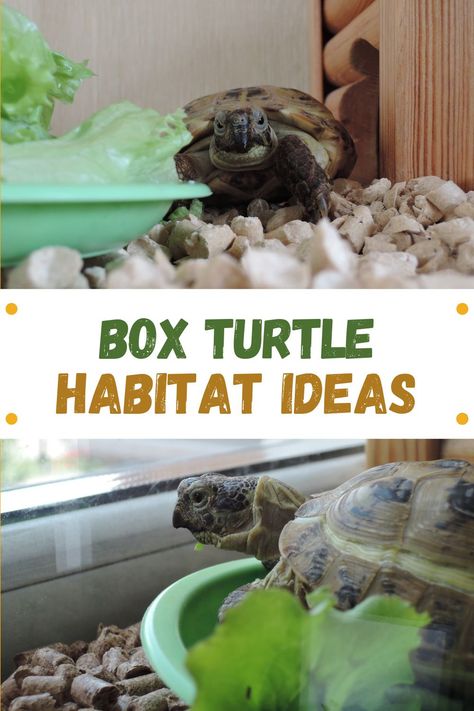 Here are some box turtle habitat ideas and a list of everything you need to keep a box turtle indoors and outdoor. Read the blog post for full details. How To Make A Turtle Habitat, Tortoise Cage Ideas Indoor, Box Turtle Care, Water Turtle Habitat Ideas, Turtle Homes Ideas Indoor, Indoor Box Turtle Habitat, Eastern Box Turtle Habitat Indoor, Turtle Cage Ideas, Box Turtle Habitat Indoor Diy