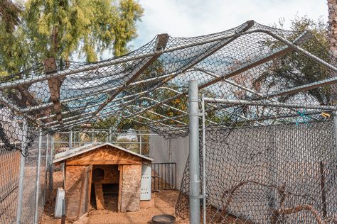 How to Predator Proof Your Chicken Coop Chicken Coop Inside, Duck Pens, Walk In Chicken Run, Fisher Cat, Raising Ducks, Chicken Pen, Chicken Farming, Backyard Chicken Farming, Best Chicken Coop