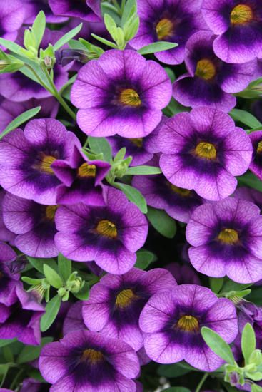 Want these! Grape Punch, Million Bells, Purple Garden, Growing Grapes, Sun Plants, Diy Building, Flower Care, Flowers Garden, Petunias