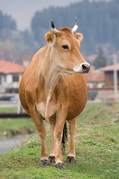 Cow Reference, Zebu Cow, Big Bull, Cow Photography, Friends Sketch, Cow Photos, Bull Cow, Happy Cow, Cow Pictures