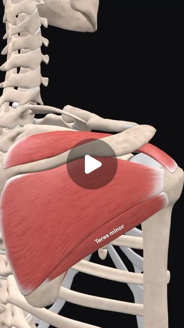 Bradley Blair Osteopath on Instagram: "In the human body, the rotator cuff is a functional anatomical unit located in the upper extremity.

Its function is related to the glenohumeral joint, where the muscles of the cuff function both as the executors of the movements of the joint and the stabilisation of the joint as well.

Injuries of the rotator cuff interfere with the function of the glenohumeral joint and correspond with inability to perform the movements associated with this joint. 

The rotator cuff muscles are a favourite exam topic! Imprint them into your brain easily using the following mnemonic.

Rotator cuff SITS on the shoulder

Supraspinatus
Infraspinatus
Teres minor
Subscapularis

The main function of the rotator cuff is to stabilise and center the humeral head in the joint Human Body, Muscles, Rotator Cuff Muscles Anatomy, Rotator Cuff Muscles, Shoulder Rehab, Muscle Anatomy, Rotator Cuff, Your Brain, Brain