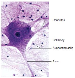 Nervous tissue consists of nerve cells, or neurons , which are specialized for the generation and conduction of electrical events, and of s... Multipolar Neuron, Nervous Tissue, Nervous System Anatomy, Histology Slides, Human Physiology, Medical Laboratory Science, Medical School Motivation, Teaching Biology, Medical School Essentials