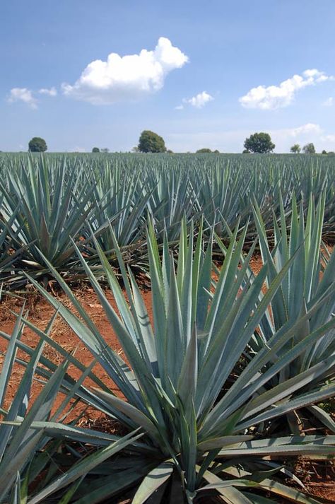 Agave Aesthetic, Tequila Plant, Agave Painting, Spiky Plants, Tulum Party, Agave Field, Tequila Mexico, Blue Agave Plant, Tequila Agave