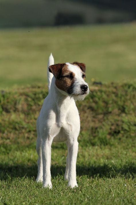 Parson Terrier, Chien Jack Russel, Cute Animal Tattoos, Jack Russell Terrier Puppies, Tattoo Nature, Animals Tattoo, Russel Terrier, Tallest Dog, Puppies Cute