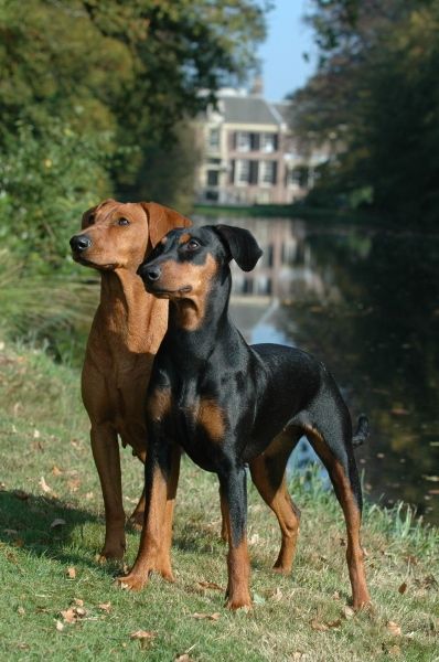 German Pinscher Colors German Pinscher, Min Pins, Pinscher Dog, Doberman Dogs, Miniature Pinscher, Dogs Breeds, Doberman Pinscher, Working Dogs, Medium Dogs