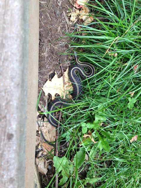 Snake in the grass Snake In The Grass, Small Snake, Small Snakes, Outdoor Pictures, The Grass, Real Photos