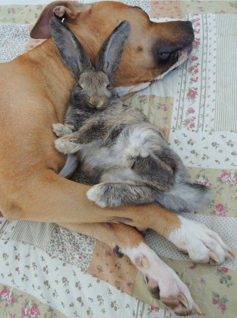 Friends Rabbit and Dog Unlikely Animal Friends, Love My Dog, Animals Friendship, Pretty Dogs, Unusual Animals, Sweet Animals, 귀여운 동물, Animals Friends, Bunny Rabbit