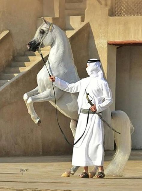 Arabian Horse Costume, Arabic Horse, Egyptian Arabian Horses, Arabian Horse Art, Arabian Stallions, Arabian Art, Horse Costumes, Beautiful Arabian Horses, Horse Aesthetic