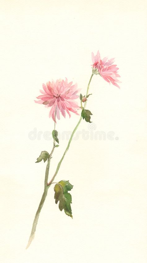 Chrysanthemum Watercolor Tattoo, November Birth Flower Watercolor, Crisanthiums Flower Drawings, Chrysanthemum Painting Easy, Chrysanthemum Flower Illustration, Chrysanthemum Watercolor Painting, Crysantenum Flower Drawing, Chrysthemum Flower Tattoo, Chrisanthiums Flower Tattoo