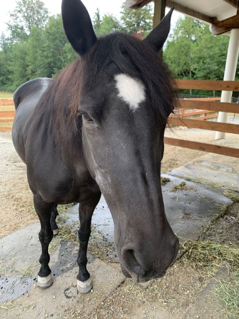 Dama the Paso Fino Black Horses, Cute Black, Equestrian, Horses, Animals, Black