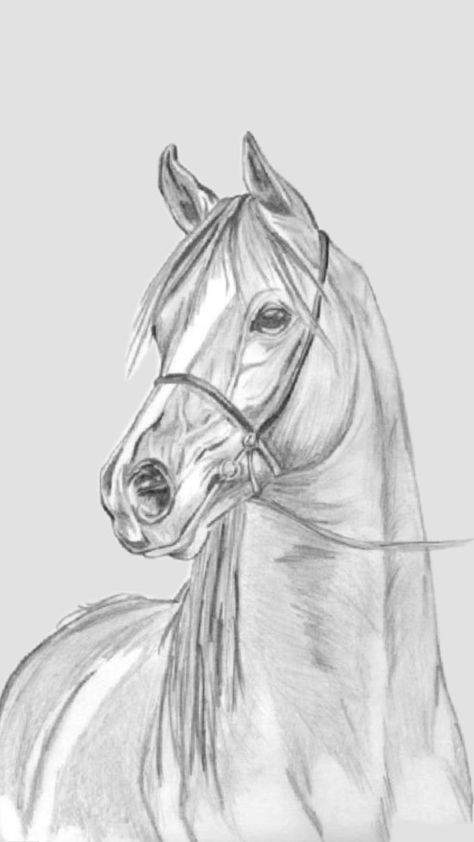 Horse Drawing Realistic, Zentangle Horse, Horse Face Drawing, Horse Pencil Drawing, Horse Head Drawing, Ahal Teke, Horse Outline, Angel Wings Painting, Horse Coloring Books