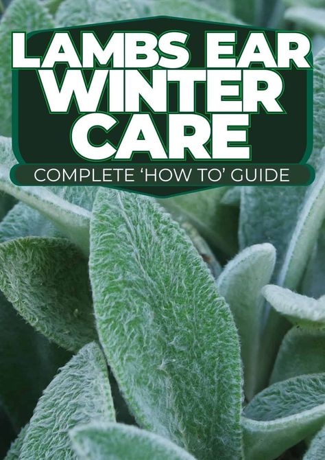 Winterizing Your Lambs Ear: A Complete Guide Lamb’s Ear Landscaping, Lambs Ear Health Benefits, What To Plant With Lambs Ear, Lambs Ear Landscaping, Lambs Ear Plant, Garden Core, Winter Gardening, Winter Care, Zone 10