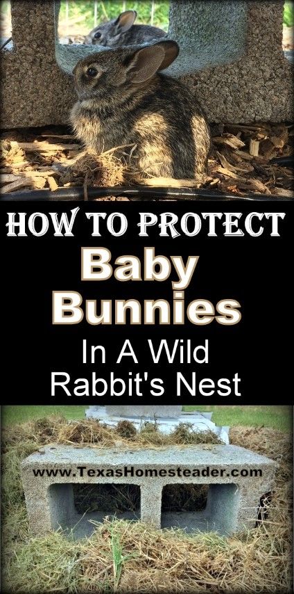 Mama rabbit nested in an unsafe place. I needed to keep the baby bunny kits safe from our dog until they were old enough to be on their own. Come see how I easily protected them using what I had at home. #TexasHomesteader #WildRabbit #BabyBunny #BabyKits Rabbit Nesting Box, Wild Baby Rabbits, Nesting Boxes Diy, Rabbit Nest, Keeping Goats, Outdoor Rabbit, Baby Rabbits, Wild Bunny, Homestead Animals