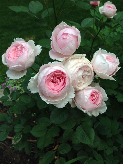 Discover the 10 Best Climbing Roses For Your Garden - Best Climbing Roses, Flower Design Ideas, Peace Rose, Rose Varieties, Red Blossoms, Types Of Roses, Rose Vase, David Austin Roses, David Austin