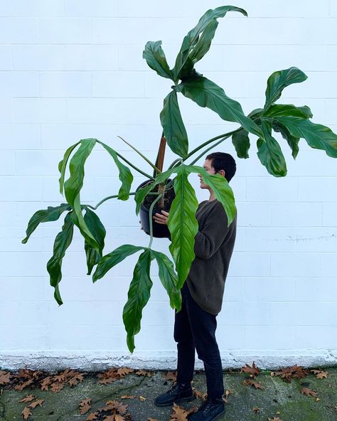 Tylor on Instagram: “Philodendron holtonianum. A rare species that still up in the air if it’s a species, or an undescribed plant! This plant is trilobed and�…” Philodendron Holtonianum, Philodendron Longilobatum, Identifying Plants, Tree Philodendron, Florida Ghost, Rare Philodendron, Plant Wishlist, Plant Goals, Household Plants