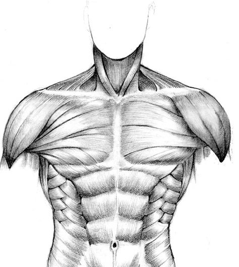 muscular study - front torso by seventyseven Muscles Drawing, Anatomy Drawing Practice, Muscle Study, Torso Drawing, Muscle Reference, Anatomy Muscles, Muscles Anatomy, Human Skeleton Anatomy, Human Muscle Anatomy