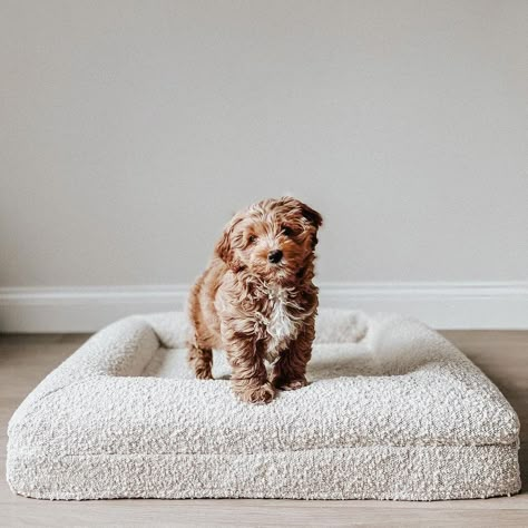 YOUR DOG'S BEST BED 🐶’s Instagram profile post: “Cute at every angle. @rupert__thedoodle in the small Barney Bed + Boucle cover.” Dog Room Decor, Cute Dog Beds, Cute Dog Toys, Dog Spa, Cat Wall Shelves, Best Bed, Puppy Beds, Dog Beds For Small Dogs, Dog Branding