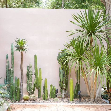 Cacti Front Yard, Palm And Cactus Garden, Cactus Garden Backyard, Cactus In Backyard, Cactus Outdoor Decor, Cactus Outdoor Garden, Palm Springs Cactus Garden, Sonoran Desert Backyard Landscape, Outdoor Desert Landscaping