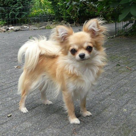 Types Of Chihuahua, Psy Chihuahua, Baby Pomeranian, Baby Chihuahua, Bulldog Francese, Long Haired Chihuahua, Teacup Chihuahua, Dog Mixes, Cute Chihuahua