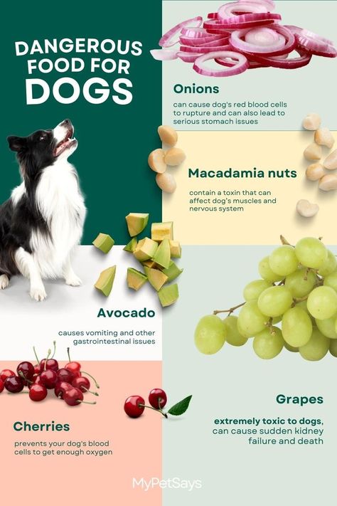 Infographic showing fruits and veggies that are dangerous for dogs Fruit Dogs Can Eat, Dangerous Foods For Dogs, Foods For Dogs, Dog Business, Stomach Issues, Dog Tips, Best Detox, Red Blood Cells, Puppy Food