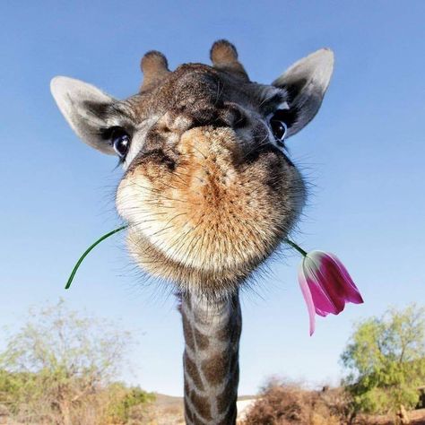 Giraffe Pictures, Funny Giraffe, Giraffe Art, A Giraffe, Cute Giraffe, Baby Giraffe, Cute Animal Photos, Cute Animal Pictures, Animal Wallpaper