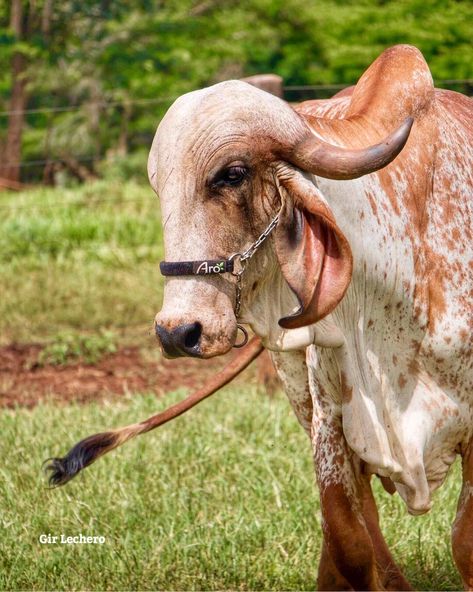 Gado Leiteiro, Gir Cow, Happy Islamic New Year, Milk Brands, Dairy Cattle, Cow Pictures, Beef Cattle, Diamond Mirror, Dairy Farms