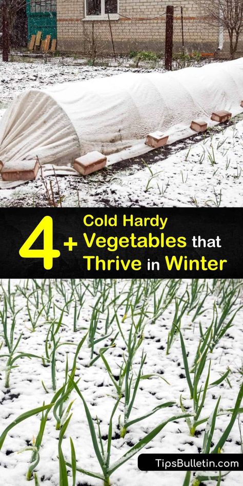 Winter Garden Cover, Winterizing Raised Garden Beds, How To Winterize Raised Garden Beds, Bucket Planting, Winter Cover Crops For Gardens, Garden Rotation, Winter Homesteading, Winter Homestead, Winter Vegetable Garden