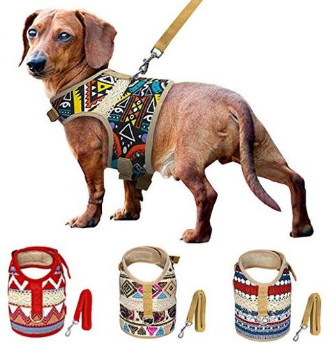 Cute Dog Harness, Teacup Breeds, Personalized Leather Dog Collar, Luxury Dog Collars, Designer Dog Collars, Dog Harnesses, Dog Adventure, Personalized Dog Collars, Mini Dachshund