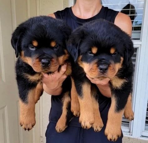 Fluffy Rottweiler, Roman Rottweiler, Rottweiler Aesthetic, Senior Dog Care, Rottweiler Cute, Rottweiler German, Baby Rottweiler, German Rottweiler Puppies, Puppy Care Tips