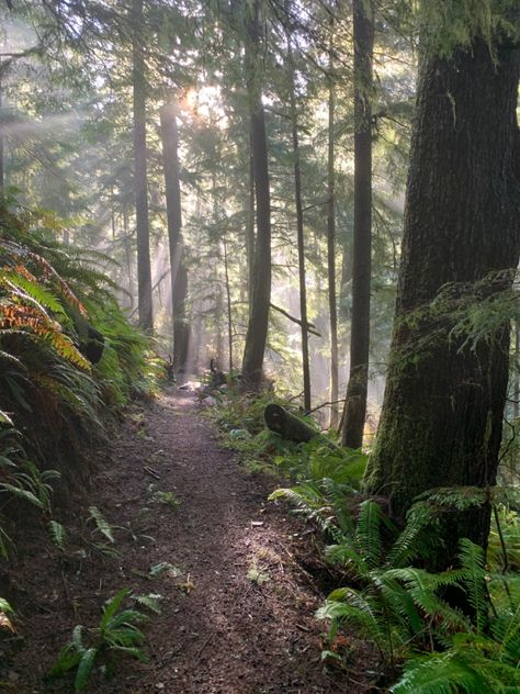 Oregon Forest Aesthetic, Oregon House Aesthetic, Oregon Astethic, Oregon Countryside, Oregon Coast Aesthetic, Oregon Autumn, Rural Oregon, Living In Oregon, Oregon Scenery