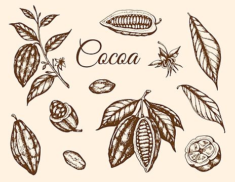 organic,branch,set,sketch,cacao,drawn,of,leaf,cocoa,ingredient,old,illustration,beans,pod,plant,tropical,graphic,design,brown,retro,and,botanical,vintage,hand,chocolate,sweet,food,fruit,plants,vector,nature,seed,style,menu,tree,bean Tropical Graphic Design, Cocoa Plant, Chilli Plant, Chocolate Logo, Cocoa Beans, Summer Tattoo, Plant Tattoo, Leaf Illustration, Plant Vector