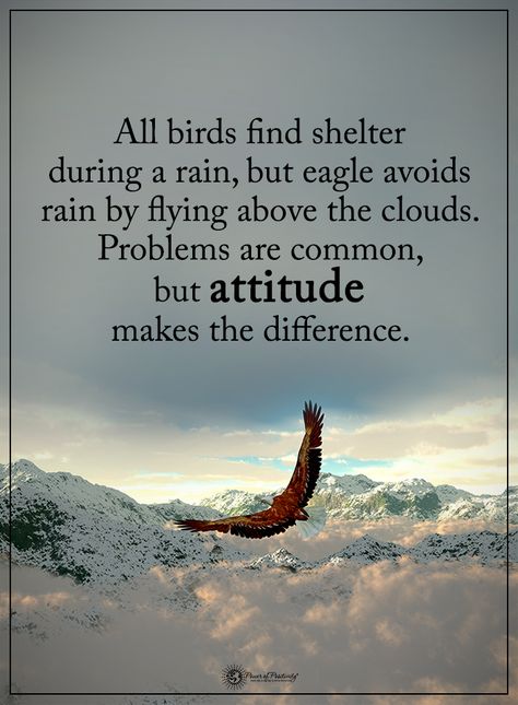 All birds find shelter during a rain, but eagle avoids rain by flying above the clouds. Problems are common, but attitude makes the difference.  #powerofpositivity #positivewords  #positivethinking #inspirationalquote #motivationalquotes #quotes #life #love #hope #faith #respect #difference #shelter #avoid #common #attitude #problems Stop The Rain, Above The Clouds, When It Rains, All Birds, The Clouds, Birds, Quotes