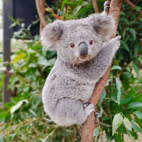 Cute Koala Aesthetic Wallpaper, Baby Koala Aesthetic, Koala Bear Aesthetic, Koala Aesthetic, Aesthetic Wildlife, Koala Marsupial, Koala Tattoo, Koala Drawing, Cute Animal Tattoos