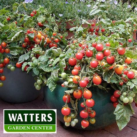 Hanging Cherry Tomatoes, Tomatoes In Pots Container Gardening, Cherry Tomato Plants In Pots, Tomatoe Plants In Buckets, Planting Tomatoes In Pots, Tomato Plants In Pots, Early Girl Tomatoes, Potted Tomato Plants, Patio Tomatoes