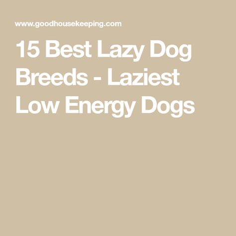 15 Best Lazy Dog Breeds - Laziest Low Energy Dogs Apartment Dogs Breeds, Low Energy Dogs, Lazy Dog Breeds, Low Maintenance Dog Breeds, Dog Breeds That Dont Shed, Medium Size Dogs, Canaan Dog, Dog Communication, Apartment Dogs