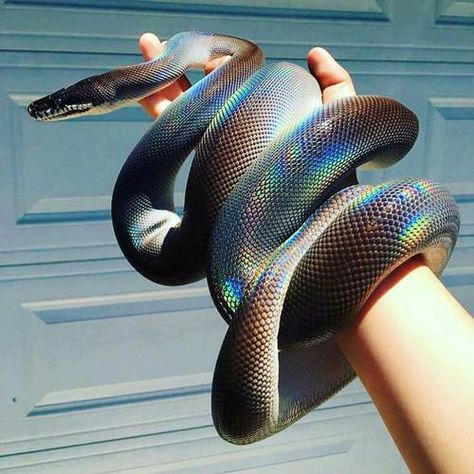 Black Mexican kingsnake❤�️- maddierose30 she’s a beauty Sunbeam Snake, Mexican Black Kingsnake, Cool Snakes, Pale Grunge, Rainbow Snake, Colorful Snakes, Pretty Snakes, White Lips, Snake Lovers