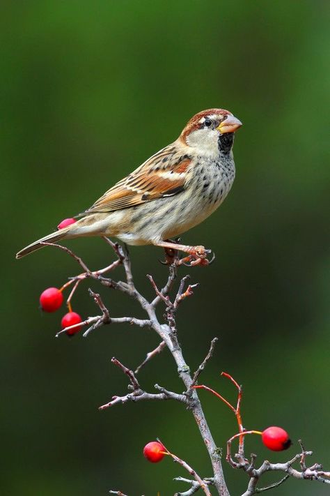 Spanish Sparrow (Passer hispaniolensis) Mediterranean Sparrow Pictures, Reference Animals, Sparrow Drawing, Tattoo Animals, Sparrow Art, Bird Identification, Song Birds, Bird Quotes, Sparrow Bird