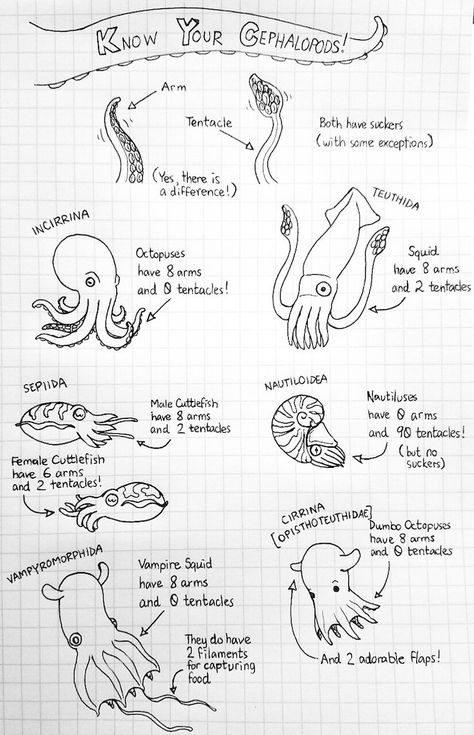 http://ketrinadrawsalot.tumblr.com/post/151782986657/know-your-cephalopods Know Your Cephalopods by Ketrina Yim Thanks Jason Scott! Oceanography Marine Biology, Studera Motivation, Regnul Animal, Sketching Tips, Biology Notes, Marine Biologist, Types Of Animals, Oceanography, Marine Biology