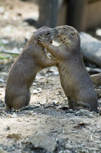 14 Adorable Animal Kissing Photos 2 Animals Together, Two Animals In Love, Animal Kissing, Kissing Animals, Animal Duos, Dogs Kissing, Cute Animals Kissing, Animal Couples, Animals Together